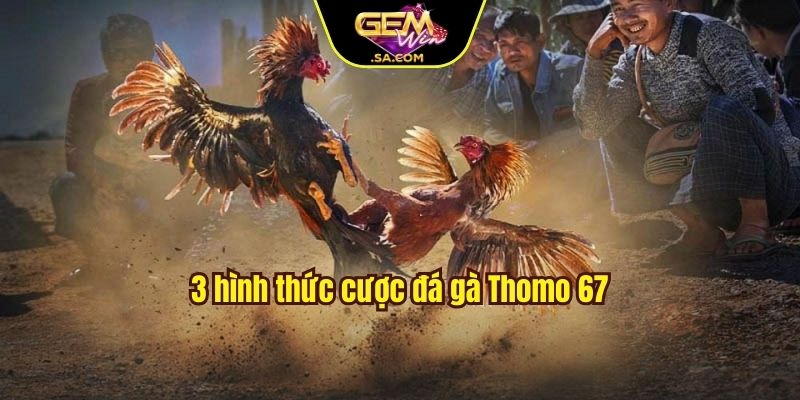 3 hình thức cược đá gà Thomo 67