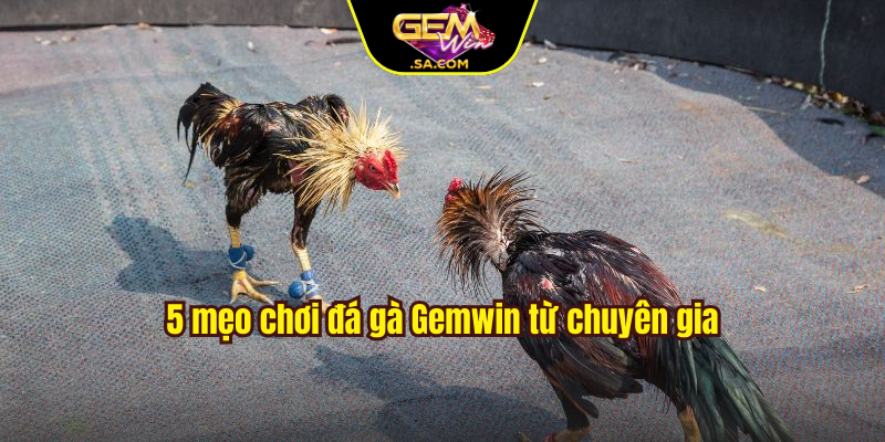 5 mẹo chơi đá gà Gemwin từ chuyên gia