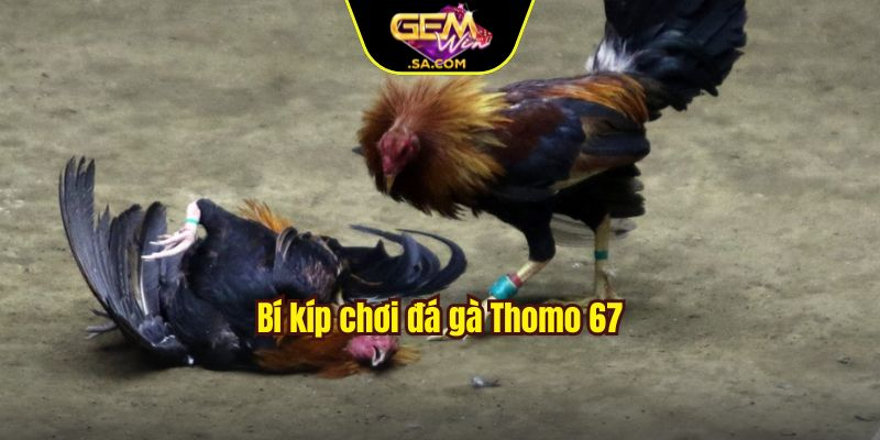 Bí kíp chơi đá gà Thomo 67