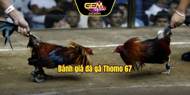 Đánh giá đá gà Thomo 67